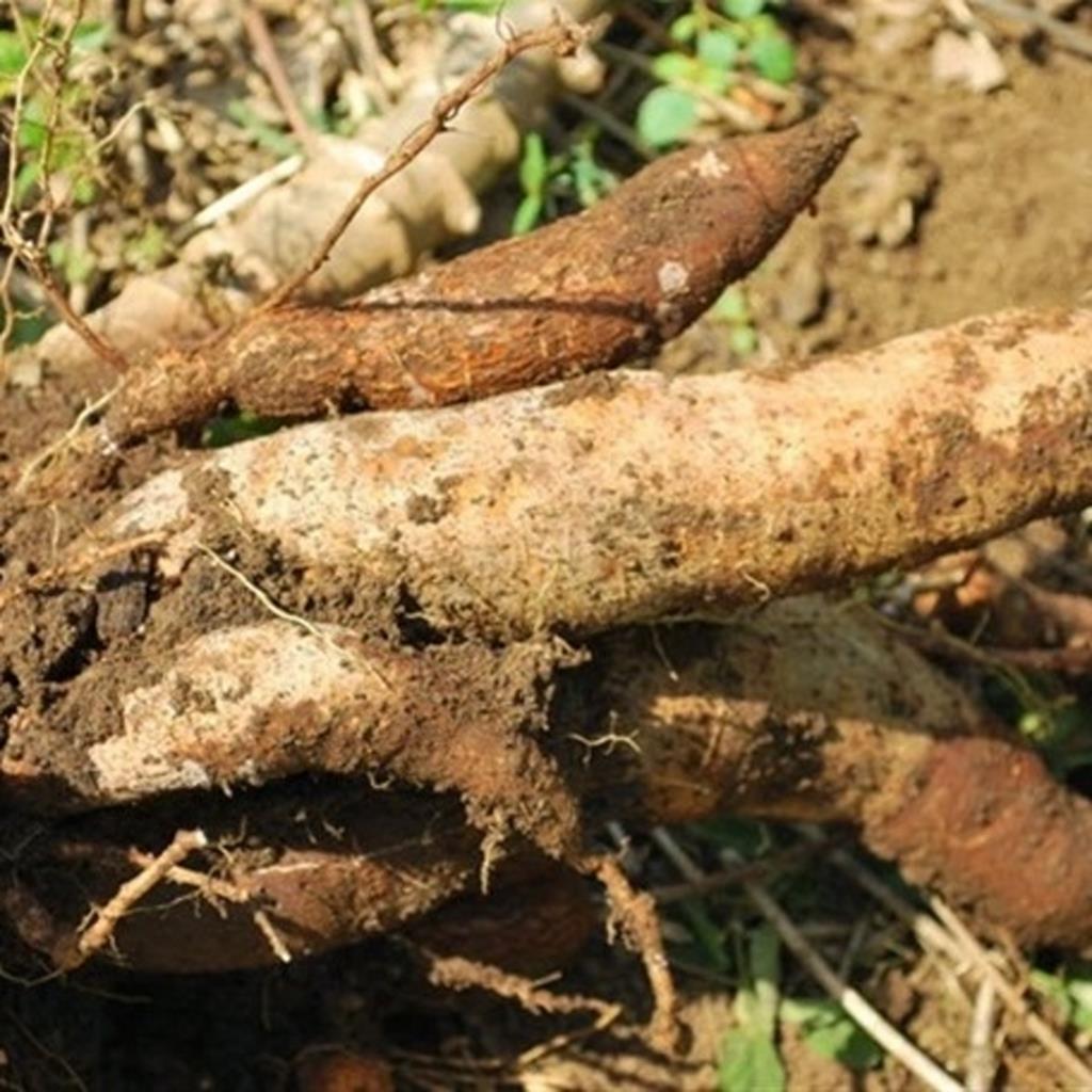 Hombre acusado de robar siete libras de yuca es dejado en libertad en Montecristi ESOS ABUSADORES