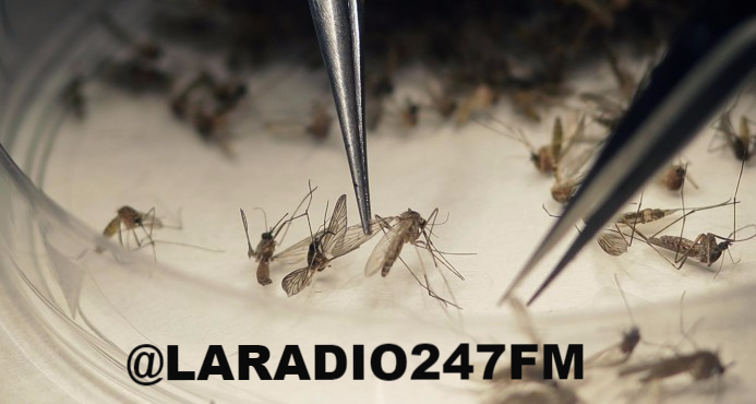 Según estudio el mosquito común también puede transmitir zika