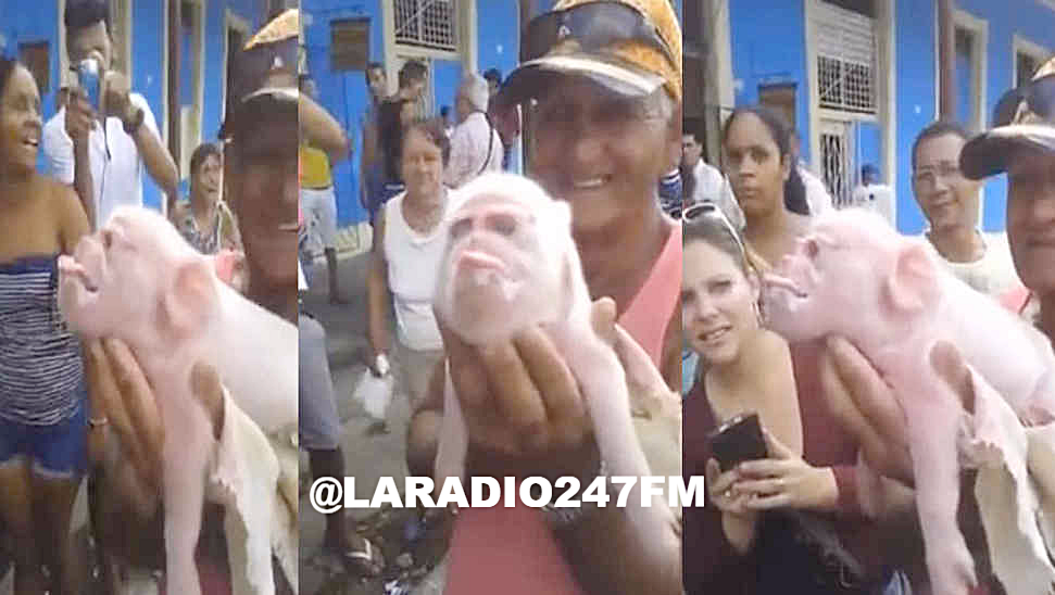 Nace en Cuba un cerdito con cara de mono DIME RAPIDOOOO