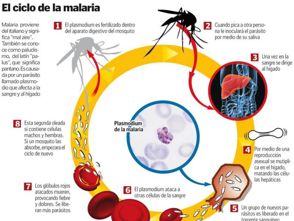 Malaria provoca tres muertes en lo que va del año y 647 casos  NOTICIARIO DIGITAL