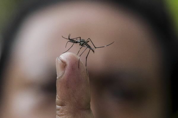 Detectan primer caso de transmisión sexual del dengue en Europa #NOTICIARIO DIGITAL